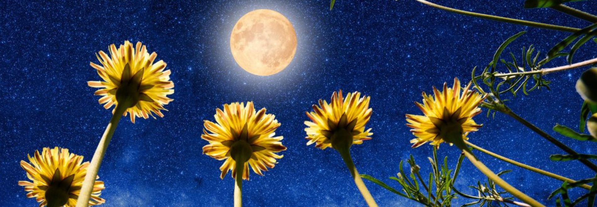 Vollemaan Wandeling plus Astrologische Maan Workshop