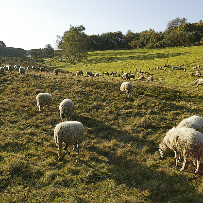 Schapen die grazen op de weilanden van de Brunssummerheide