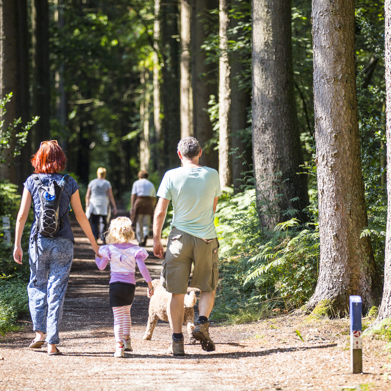 Een gezin met meisje en hond gaat aan de wandel in het bos op de Brunssummerheide